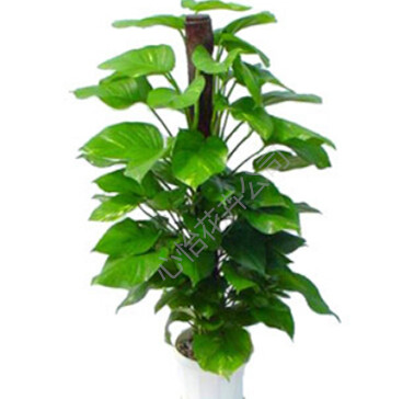 植物租擺公司-黃金葛